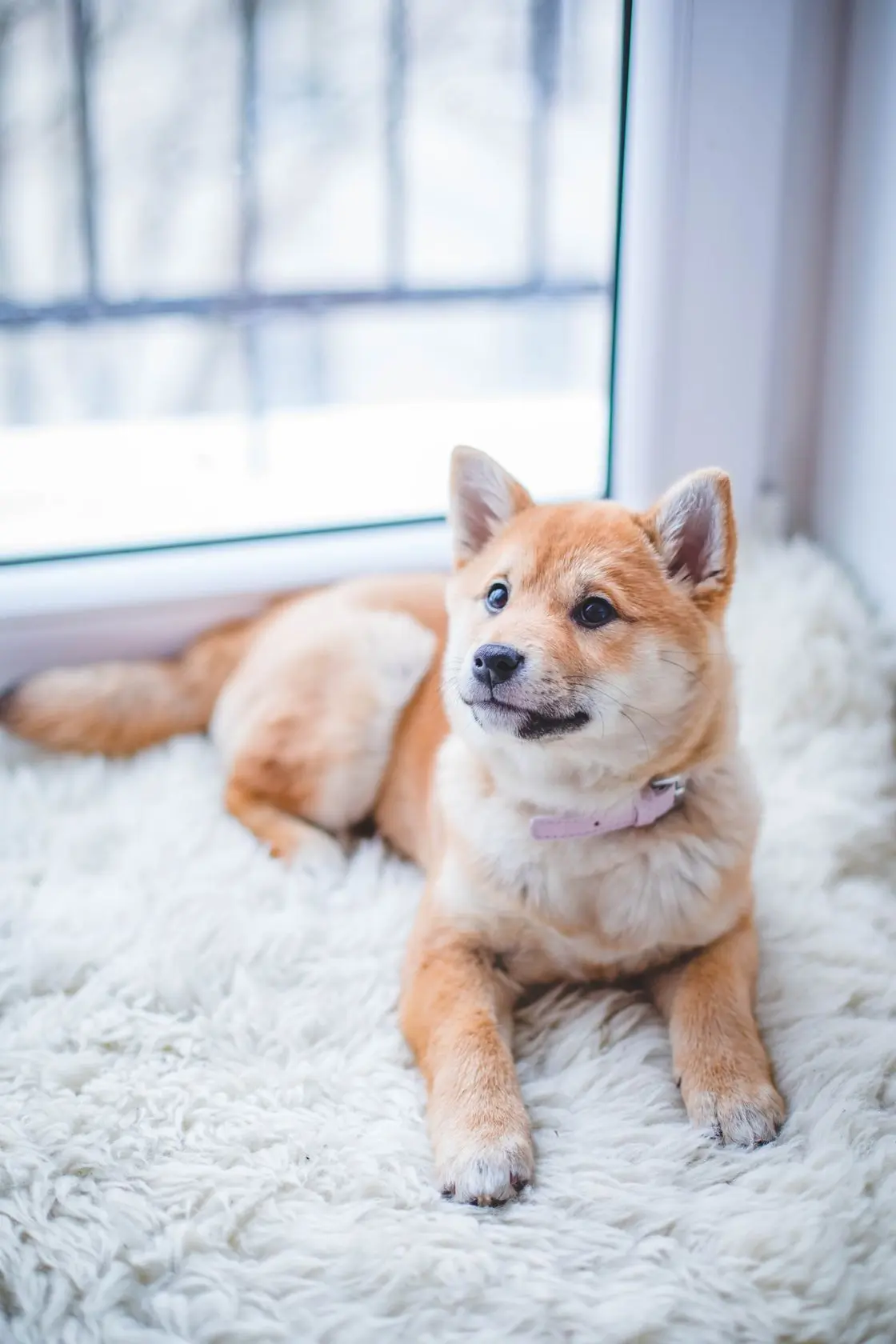 Chiot Shiba Inu allongé sur un plaid
