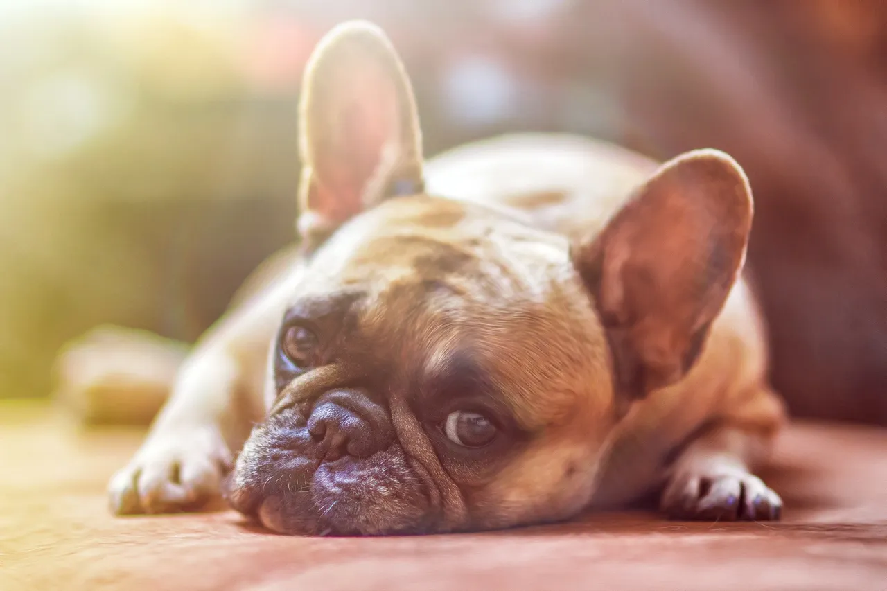 Éducation positive d'un chien