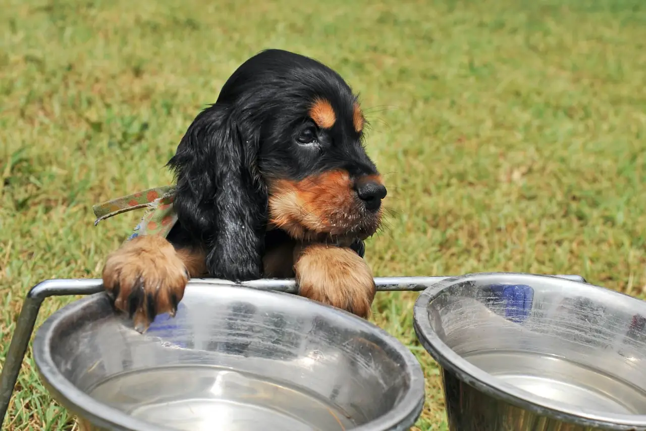 Chiot cocker devant sa gamelle